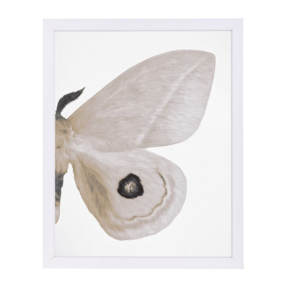 Alt Silver Moth Ii By Chaos & Wonder Design - Framed Print - Americanflat