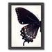 Black Swallowtail I By Chaos & Wonder Design - Black Framed Print - Wall Art - Americanflat