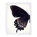 Black Swallowtail I By Chaos & Wonder Design - Framed Print - Americanflat