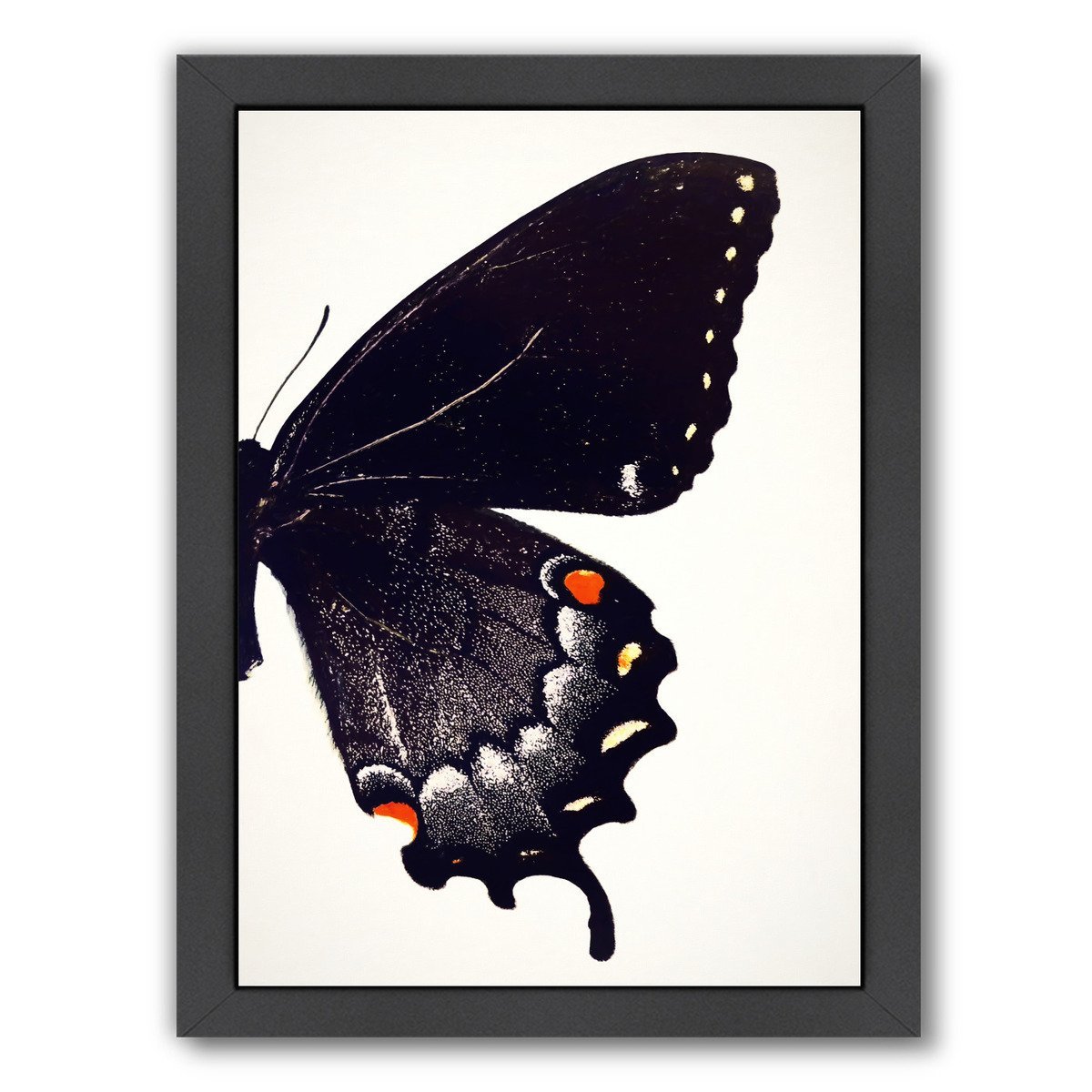 Black Swallowtail Ii By Chaos & Wonder Design - Black Framed Print - Wall Art - Americanflat