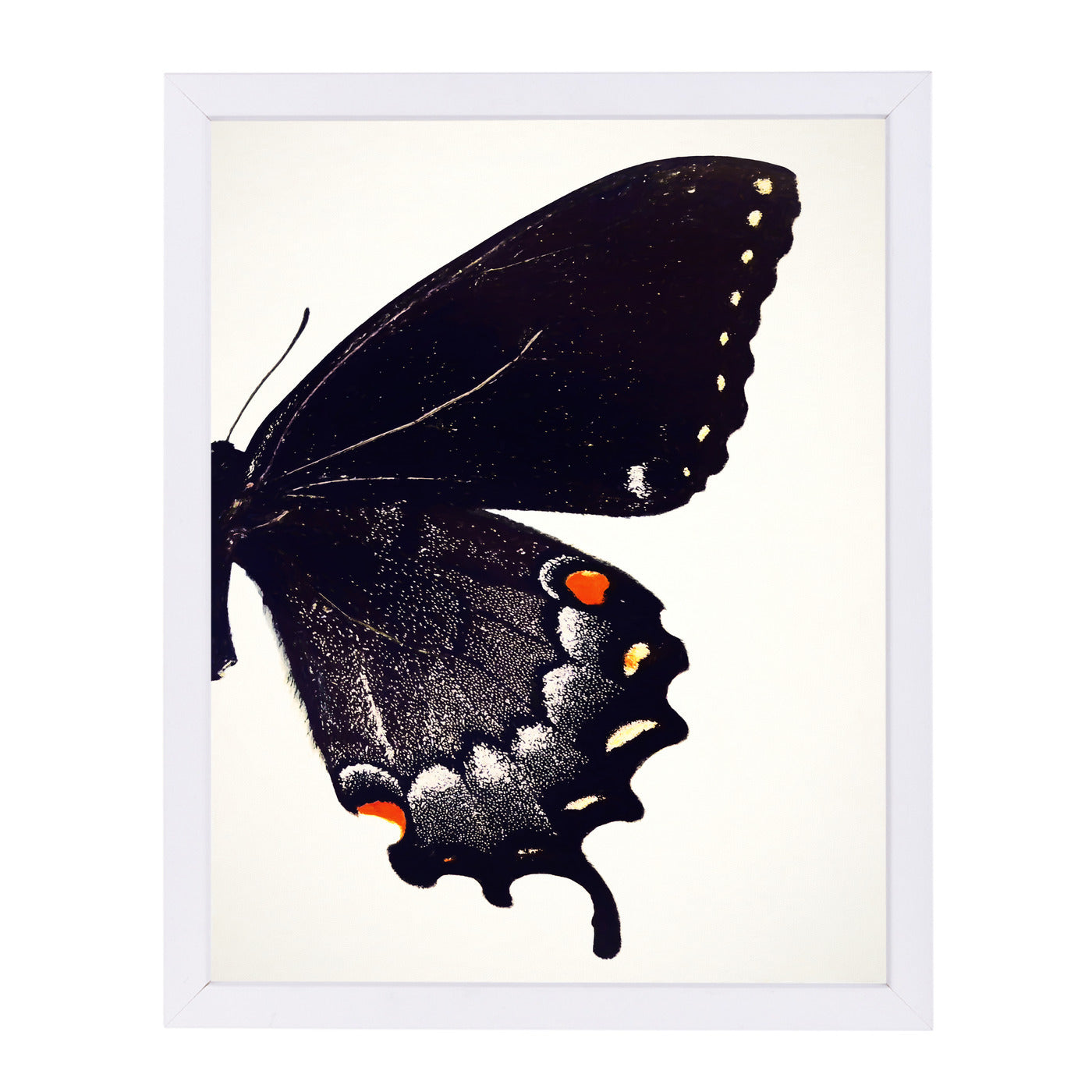Black Swallowtail Ii By Chaos & Wonder Design - White Framed Print - Wall Art - Americanflat