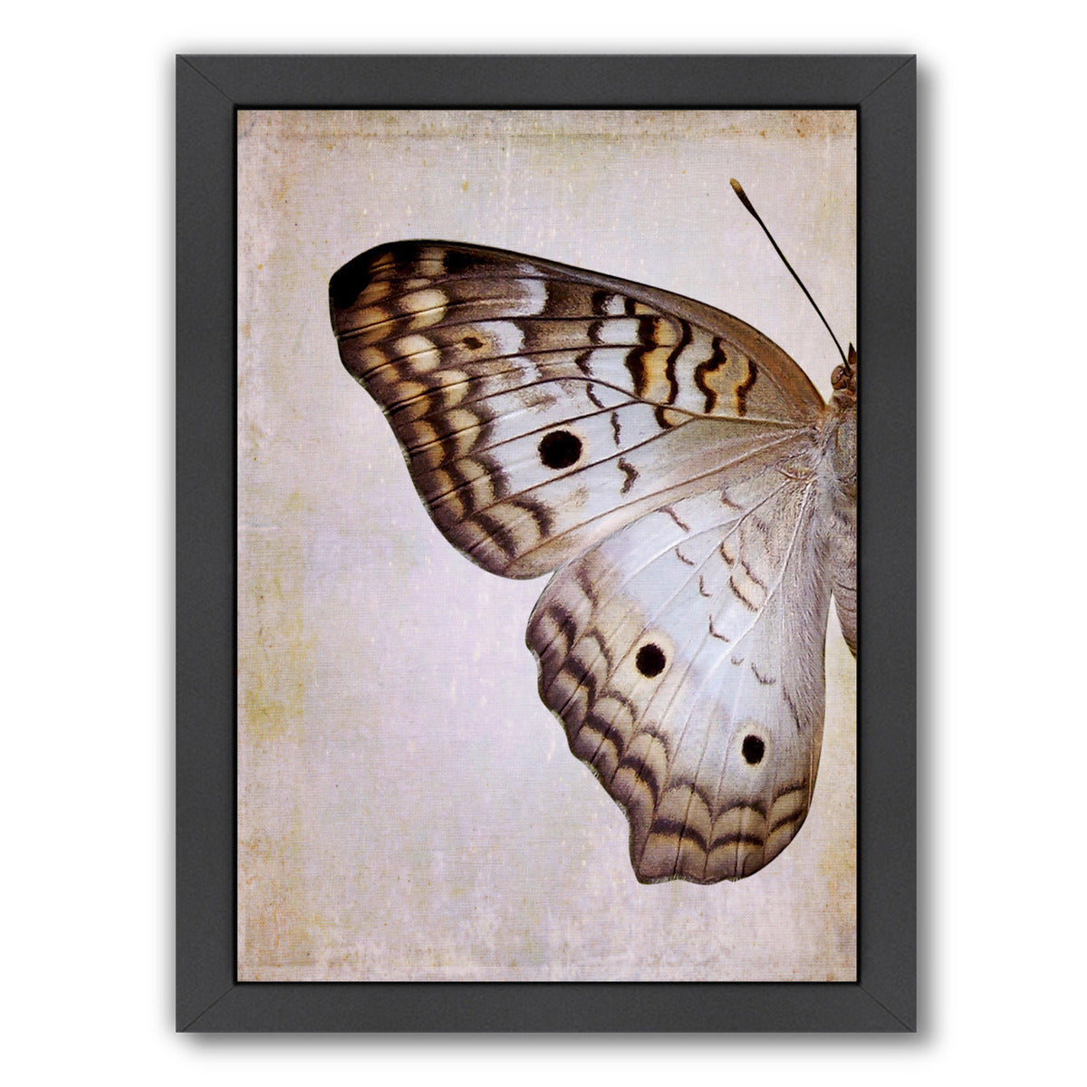 Gray Pansy Butterfly I By Chaos & Wonder Design - Black Framed Print - Wall Art - Americanflat