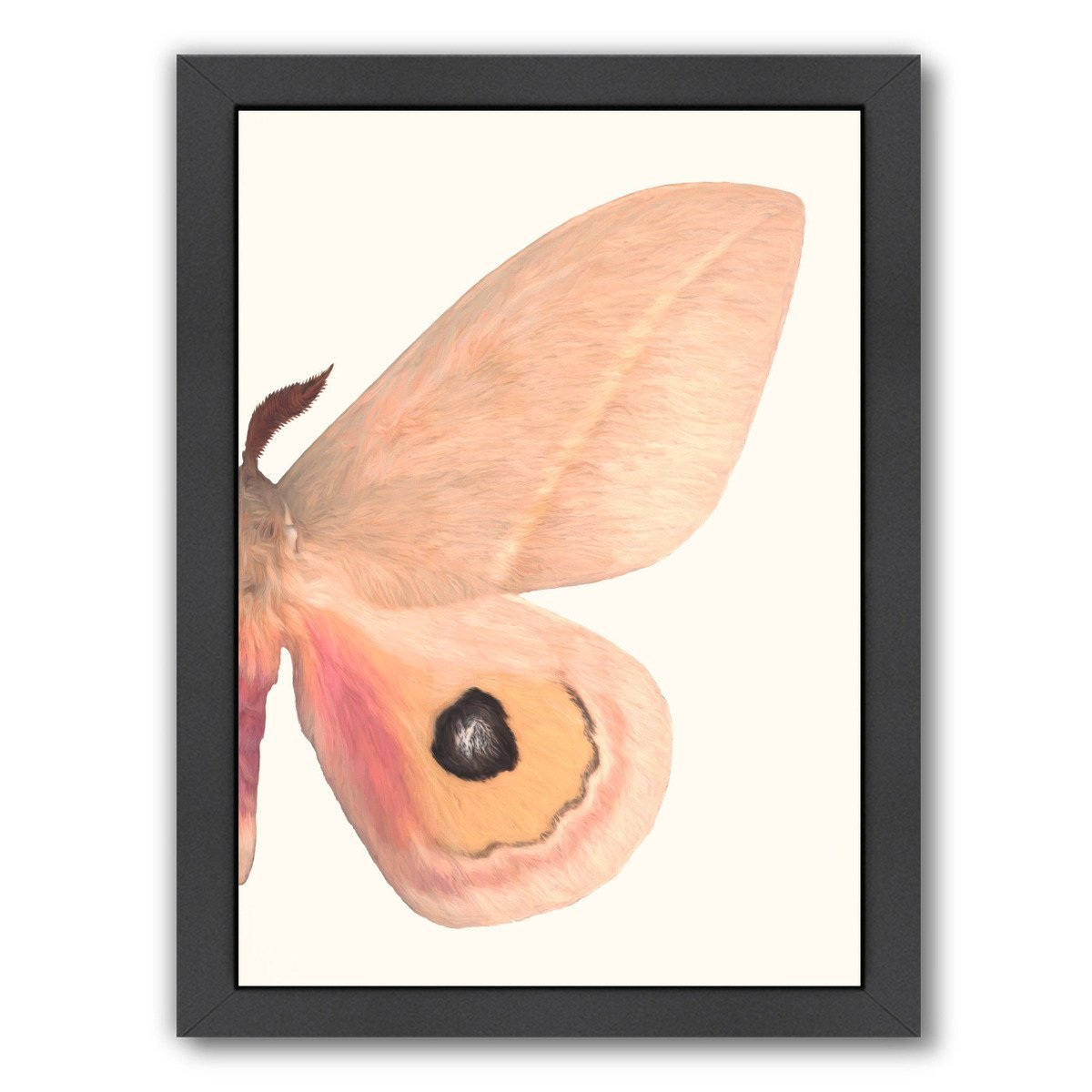 Alt Silk Moth Ii By Chaos & Wonder Design - Black Framed Print - Wall Art - Americanflat