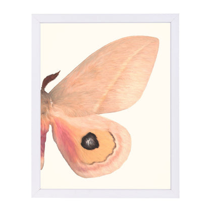 Alt Silk Moth Ii By Chaos & Wonder Design - White Framed Print - Wall Art - Americanflat