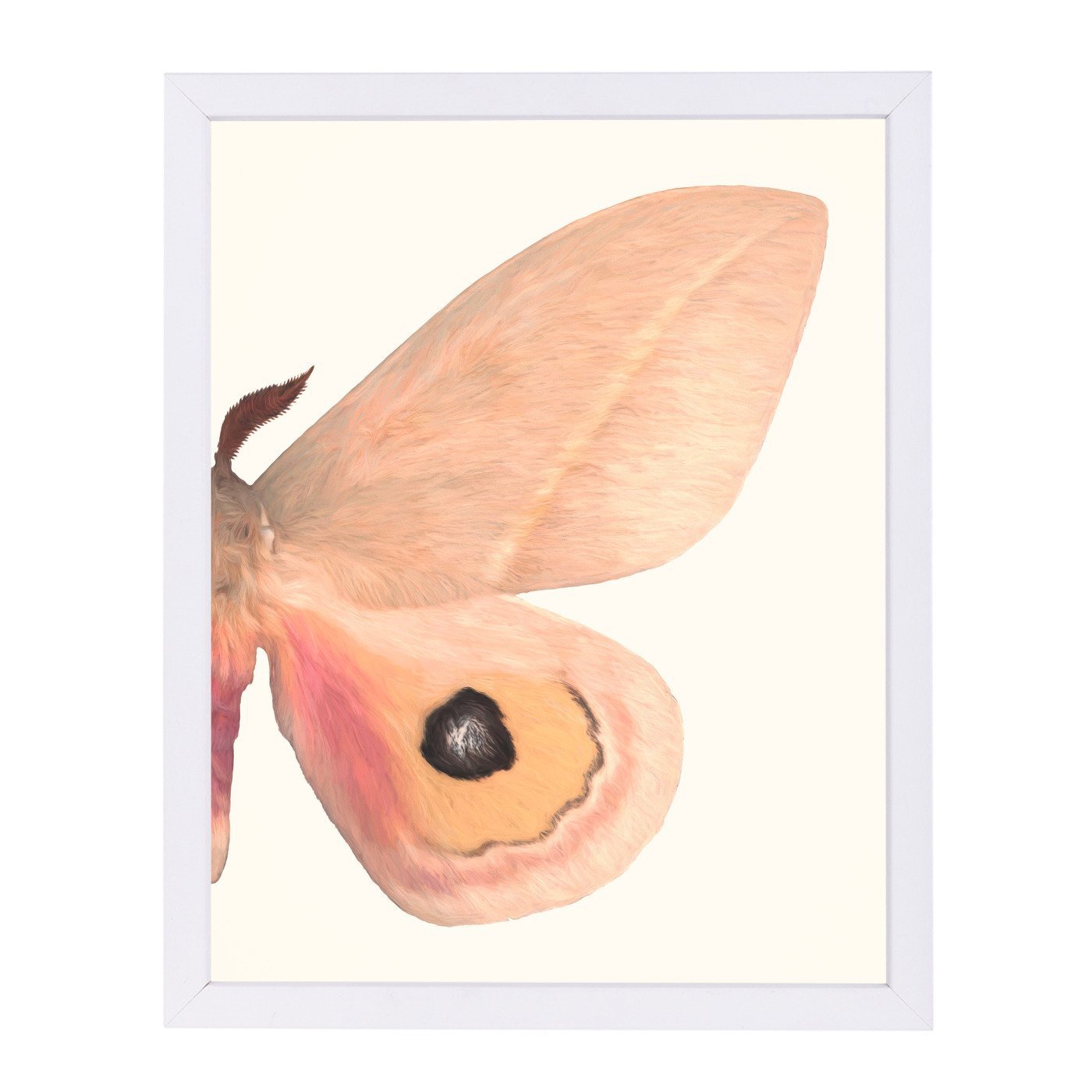 Alt Silk Moth Ii By Chaos & Wonder Design - Framed Print - Americanflat