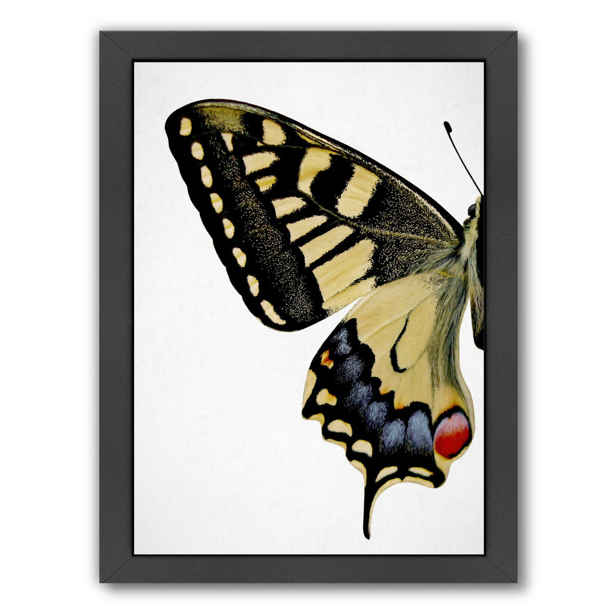 Swallowtail I By Chaos & Wonder Design - Black Framed Print - Wall Art - Americanflat