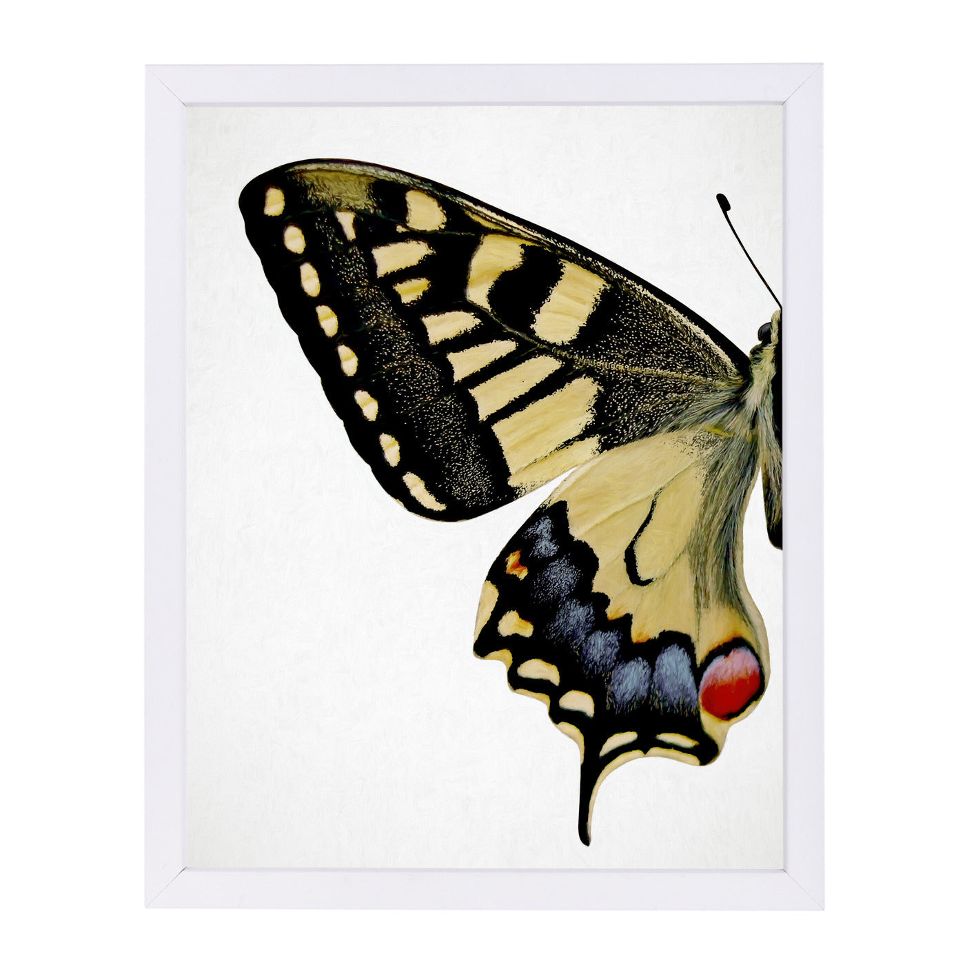 Swallowtail I By Chaos & Wonder Design - White Framed Print - Wall Art - Americanflat