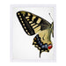 Swallowtail I By Chaos & Wonder Design - Framed Print - Americanflat