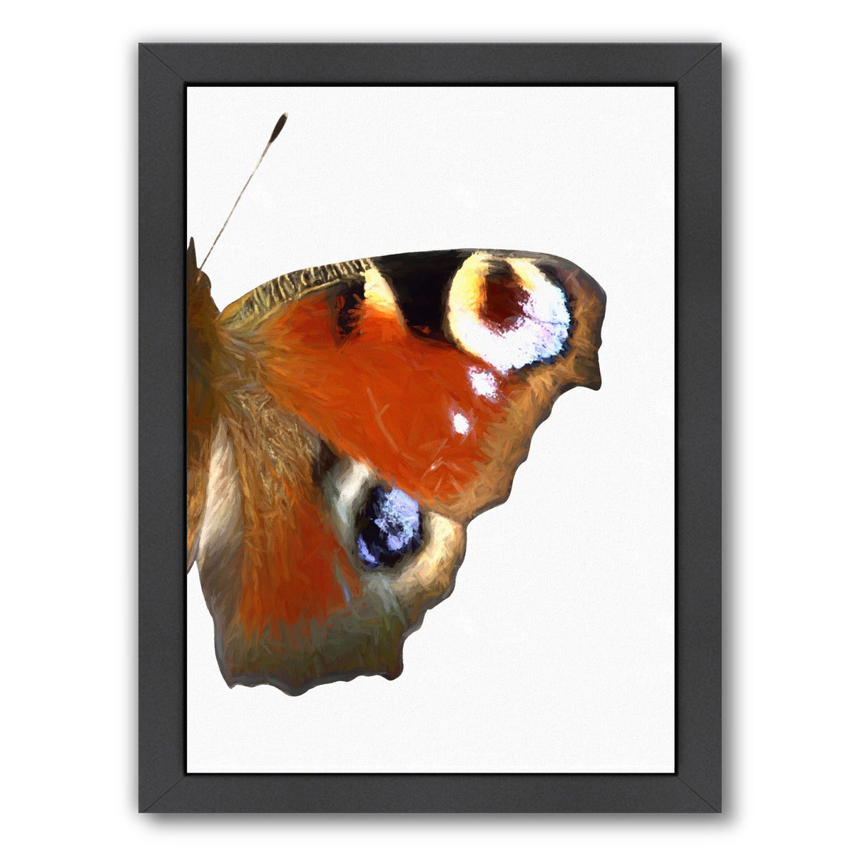 Peaock Butterfly Wing Ii By Chaos & Wonder Design - Black Framed Print - Wall Art - Americanflat