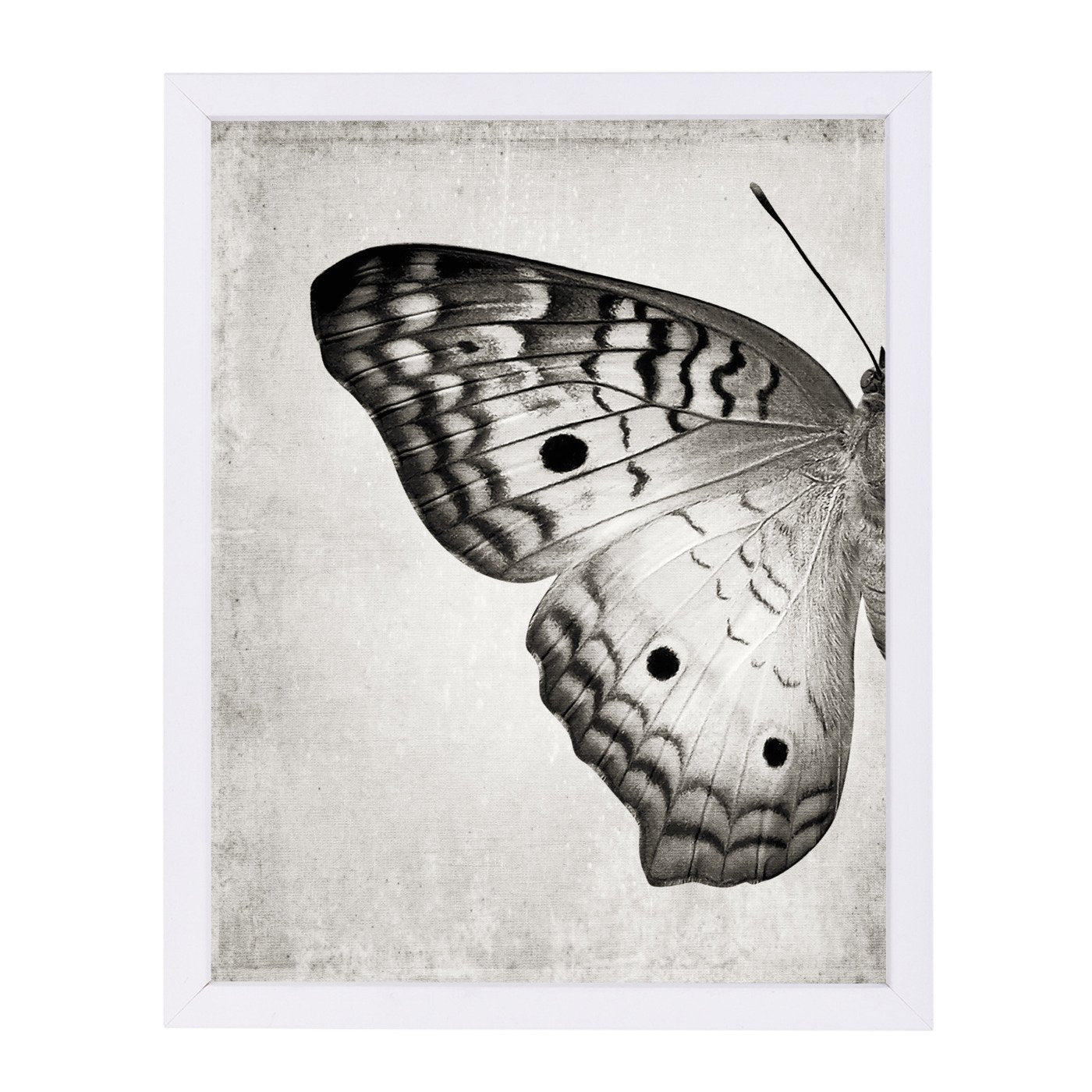 Gray Butterfly I By Chaos & Wonder Design - Framed Print - Americanflat