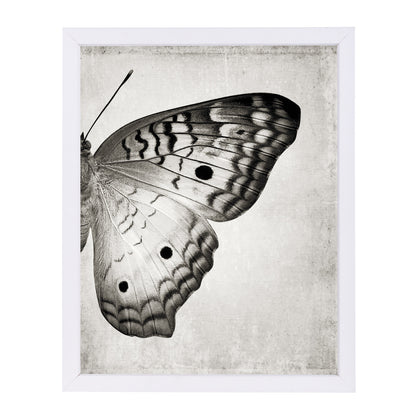 Gray Butterfly Ii By Chaos & Wonder Design - White Framed Print - Wall Art - Americanflat
