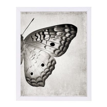 Gray Butterfly Ii By Chaos & Wonder Design - Framed Print - Americanflat