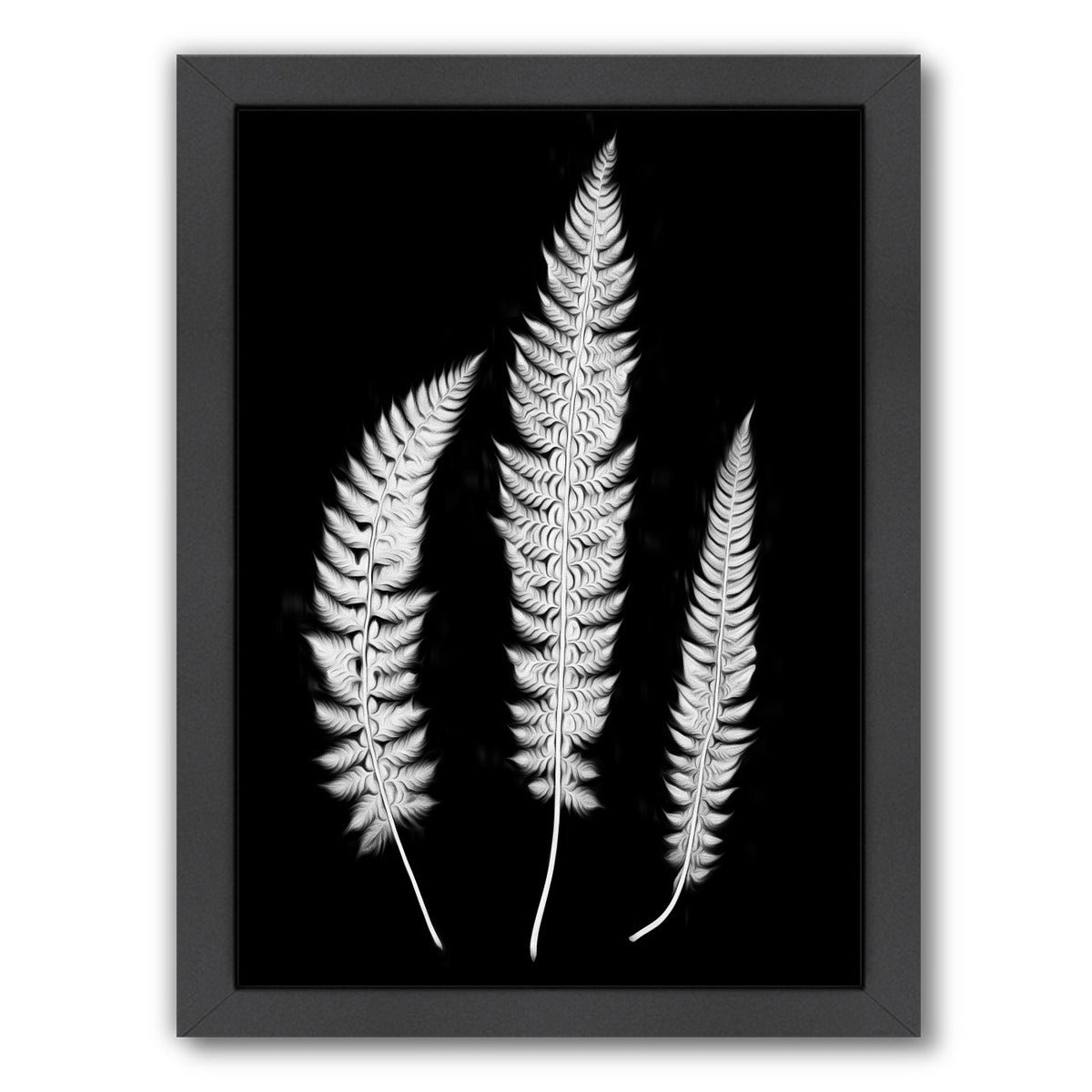 Swirl Ferns I By Chaos & Wonder Design - Black Framed Print - Wall Art - Americanflat