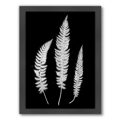 Swirl Ferns I By Chaos & Wonder Design - Black Framed Print - Wall Art - Americanflat
