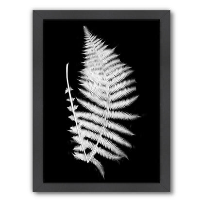 Swirl Fern Ii By Chaos & Wonder Design - Black Framed Print - Wall Art - Americanflat