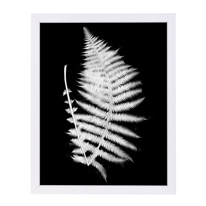 Swirl Fern Ii By Chaos & Wonder Design - White Framed Print - Wall Art - Americanflat