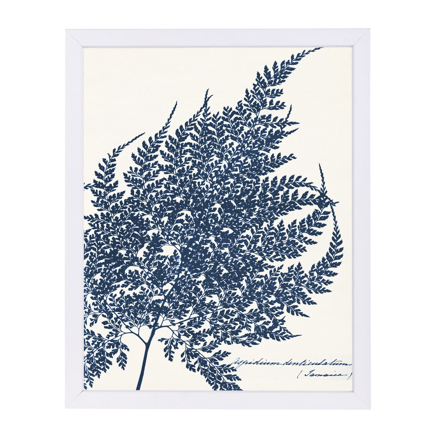 Blue Fern I By Chaos & Wonder Design - White Framed Print - Wall Art - Americanflat