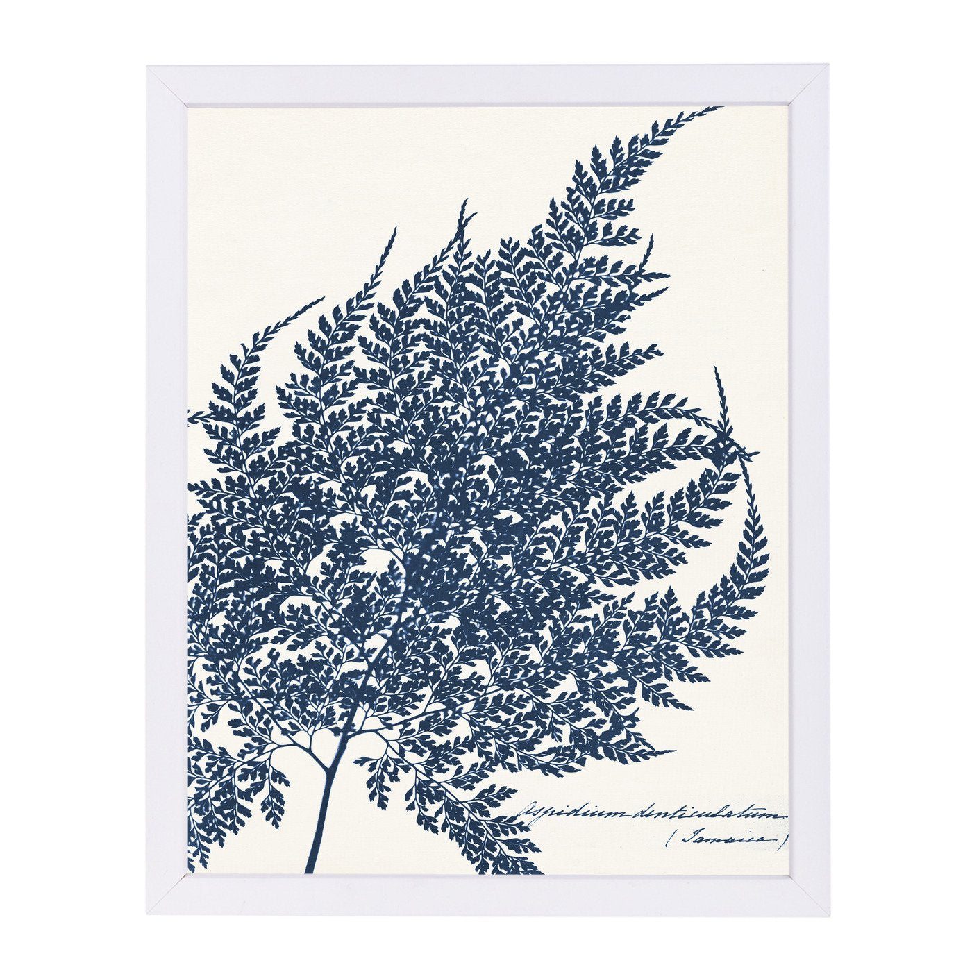 Blue Fern I By Chaos & Wonder Design - Framed Print - Americanflat