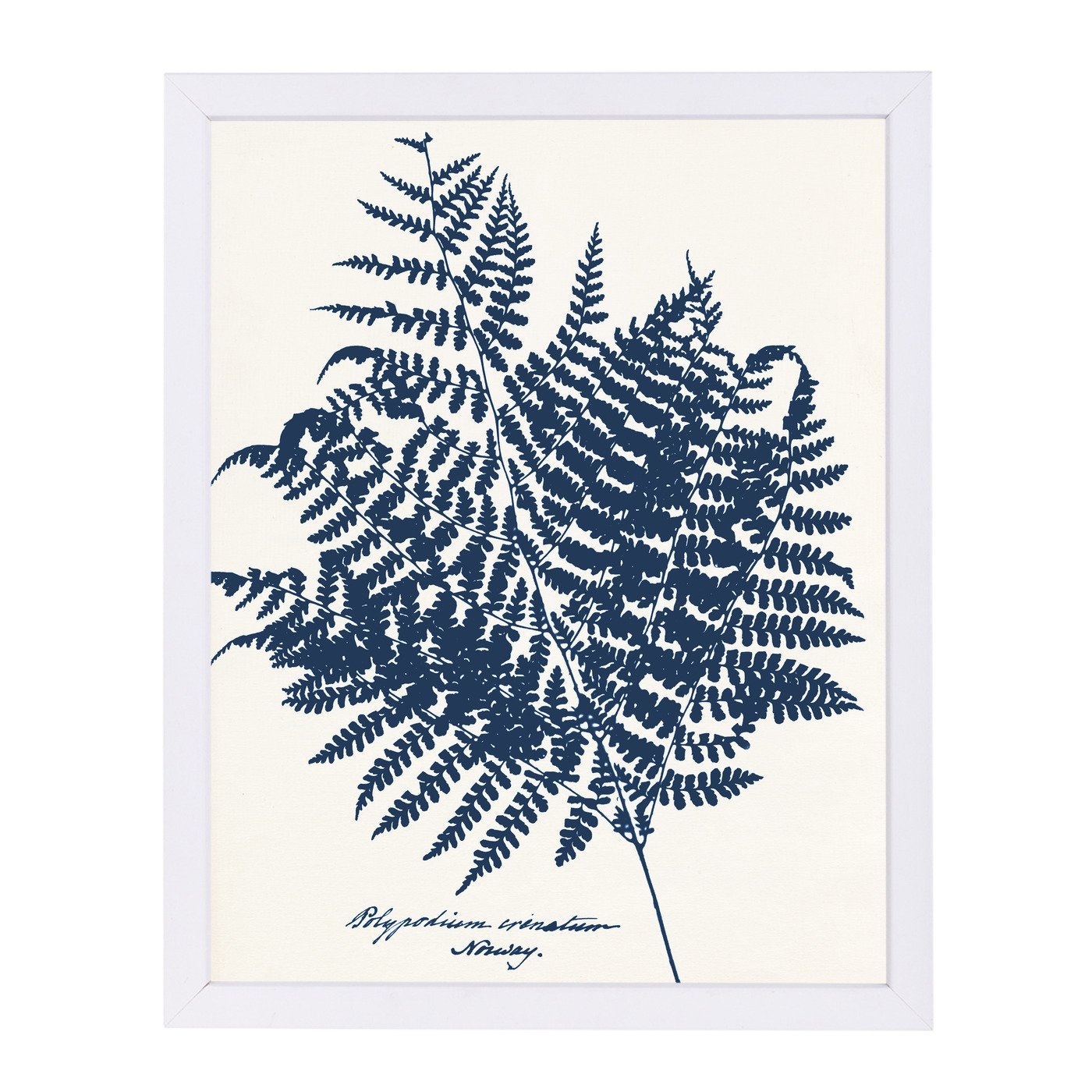 Blue Fern Norway By Chaos & Wonder Design - White Framed Print - Wall Art - Americanflat