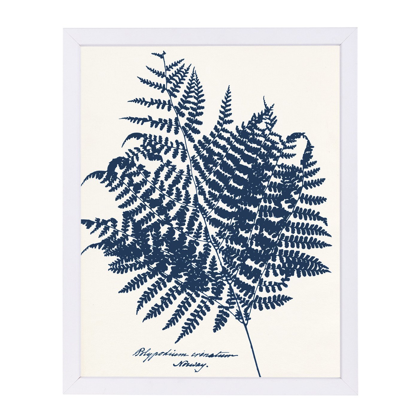 Blue Fern Norway By Chaos & Wonder Design - Framed Print - Americanflat