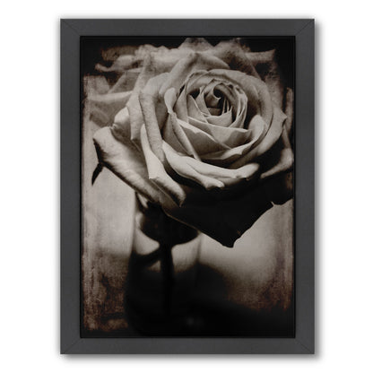 White Rose By Chaos & Wonder Design - Black Framed Print - Wall Art - Americanflat
