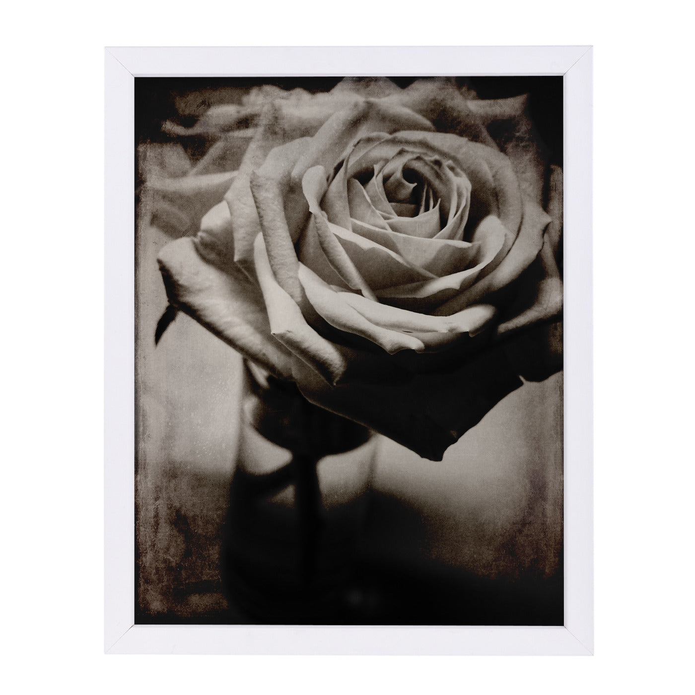White Rose By Chaos & Wonder Design - White Framed Print - Wall Art - Americanflat