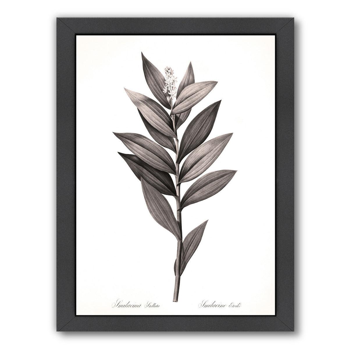 Star Solomans Seal By Chaos & Wonder Design - Black Framed Print - Wall Art - Americanflat