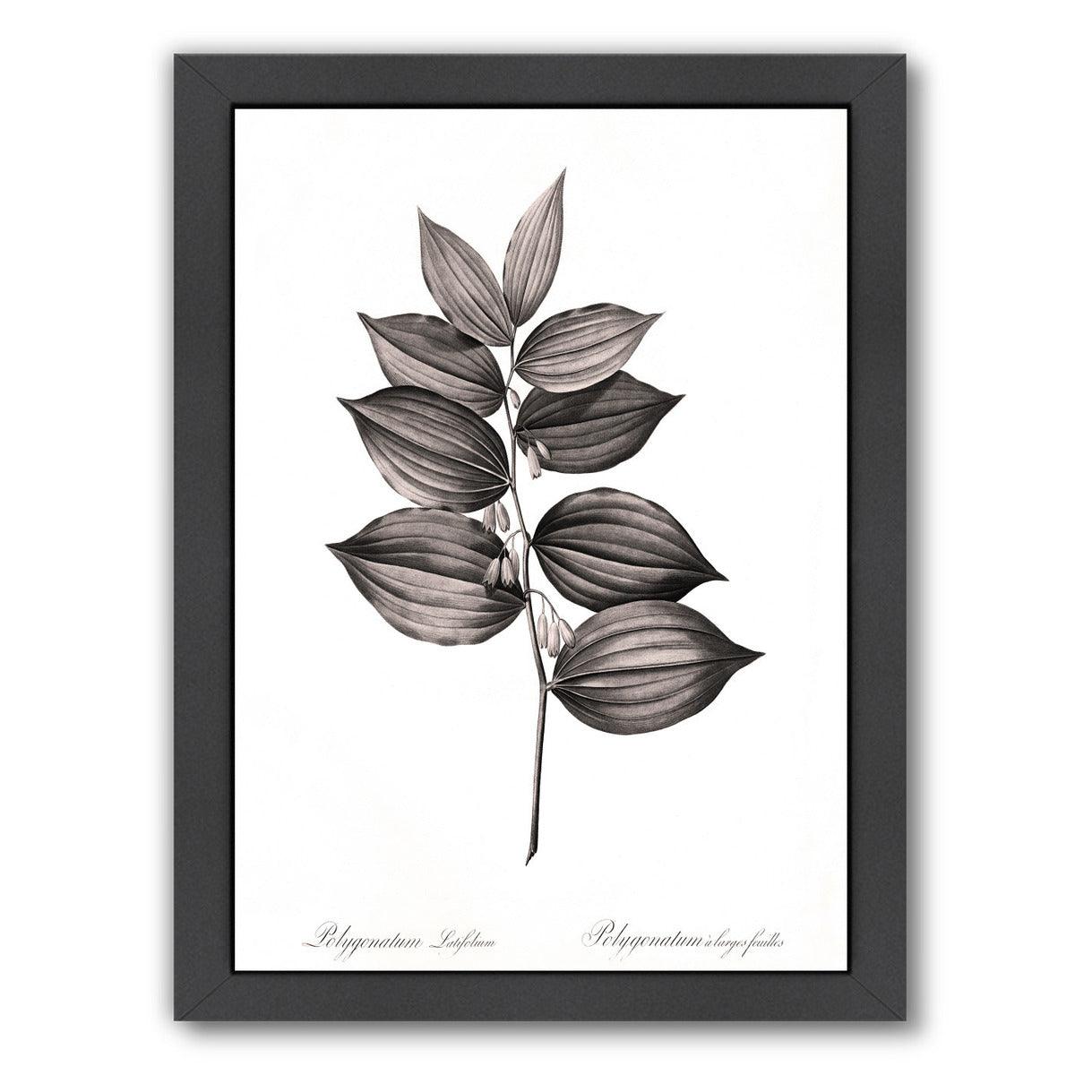 Solomans Seal By Chaos & Wonder Design - Black Framed Print - Wall Art - Americanflat