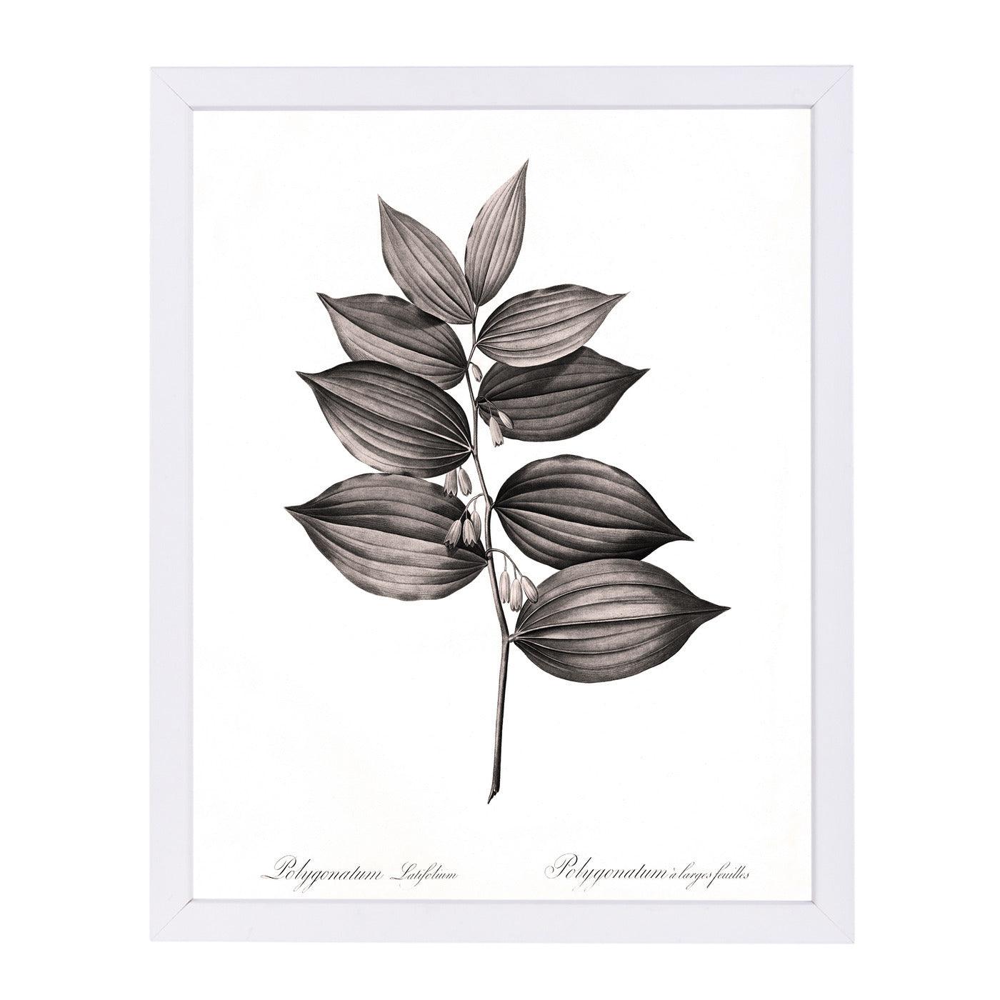 Solomans Seal By Chaos & Wonder Design - White Framed Print - Wall Art - Americanflat