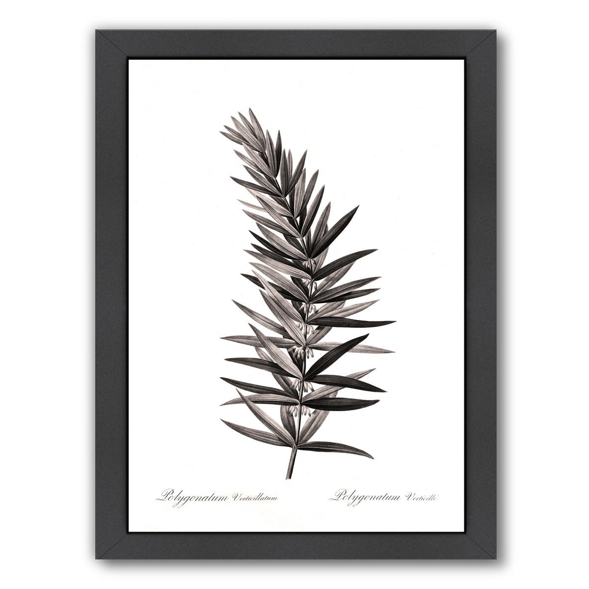 Whorled Solomans Seal By Chaos & Wonder Design - Black Framed Print - Wall Art - Americanflat