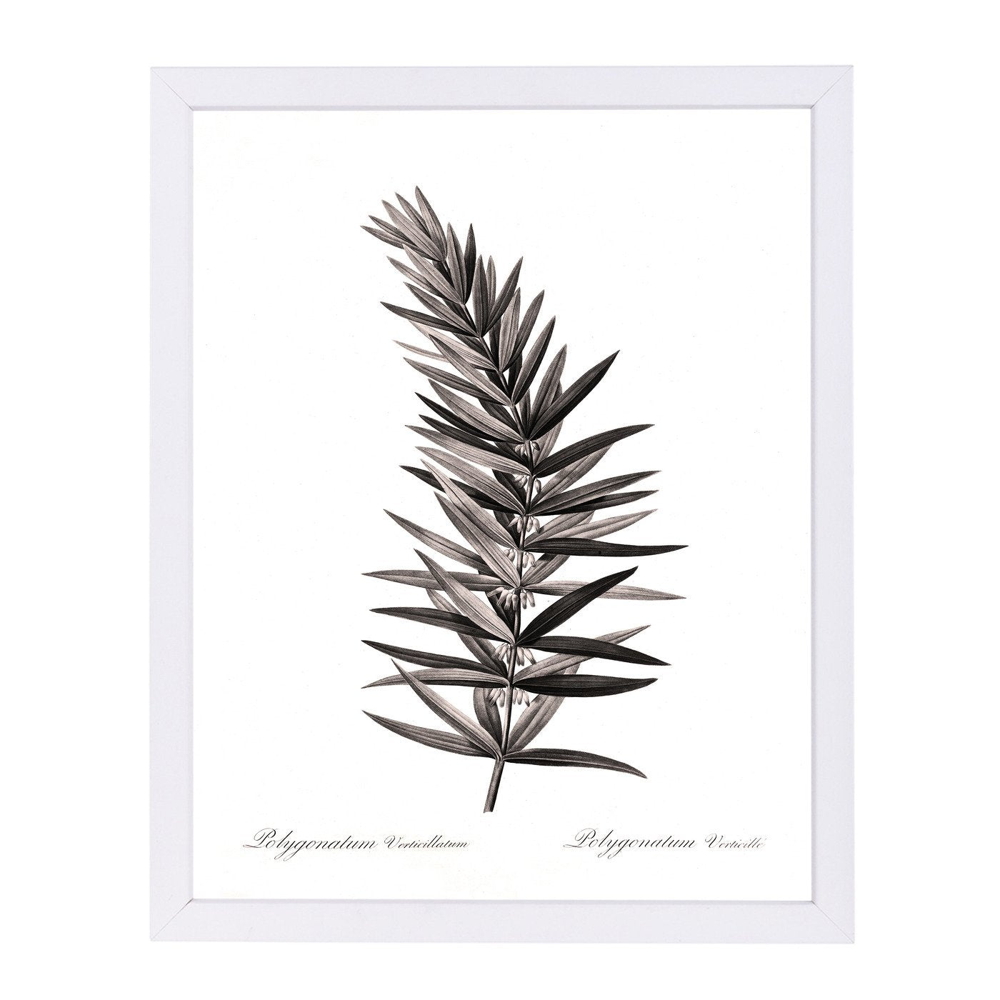 Whorled Solomans Seal By Chaos & Wonder Design - Framed Print - Americanflat
