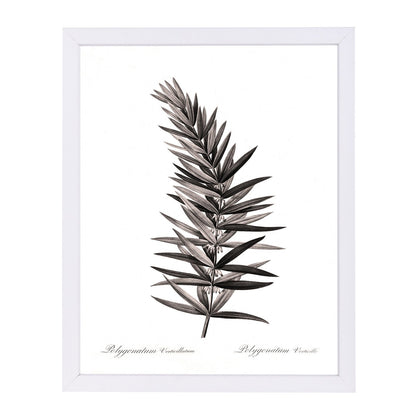 Whorled Solomans Seal By Chaos & Wonder Design - Framed Print - Americanflat