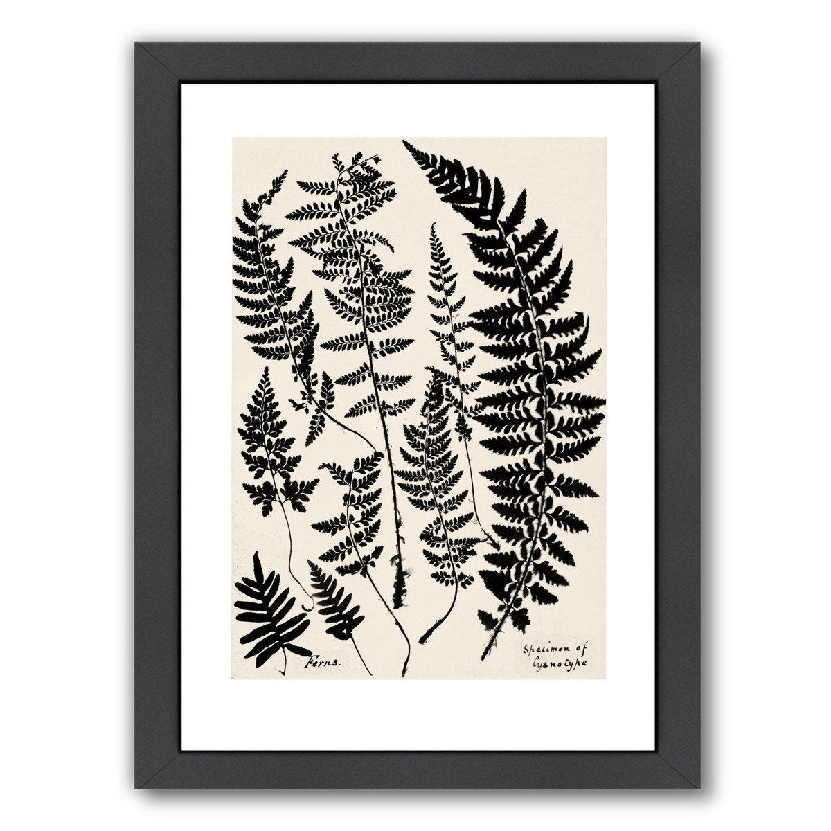 Black Ferns By Chaos & Wonder Design - Black Framed Print - Wall Art - Americanflat