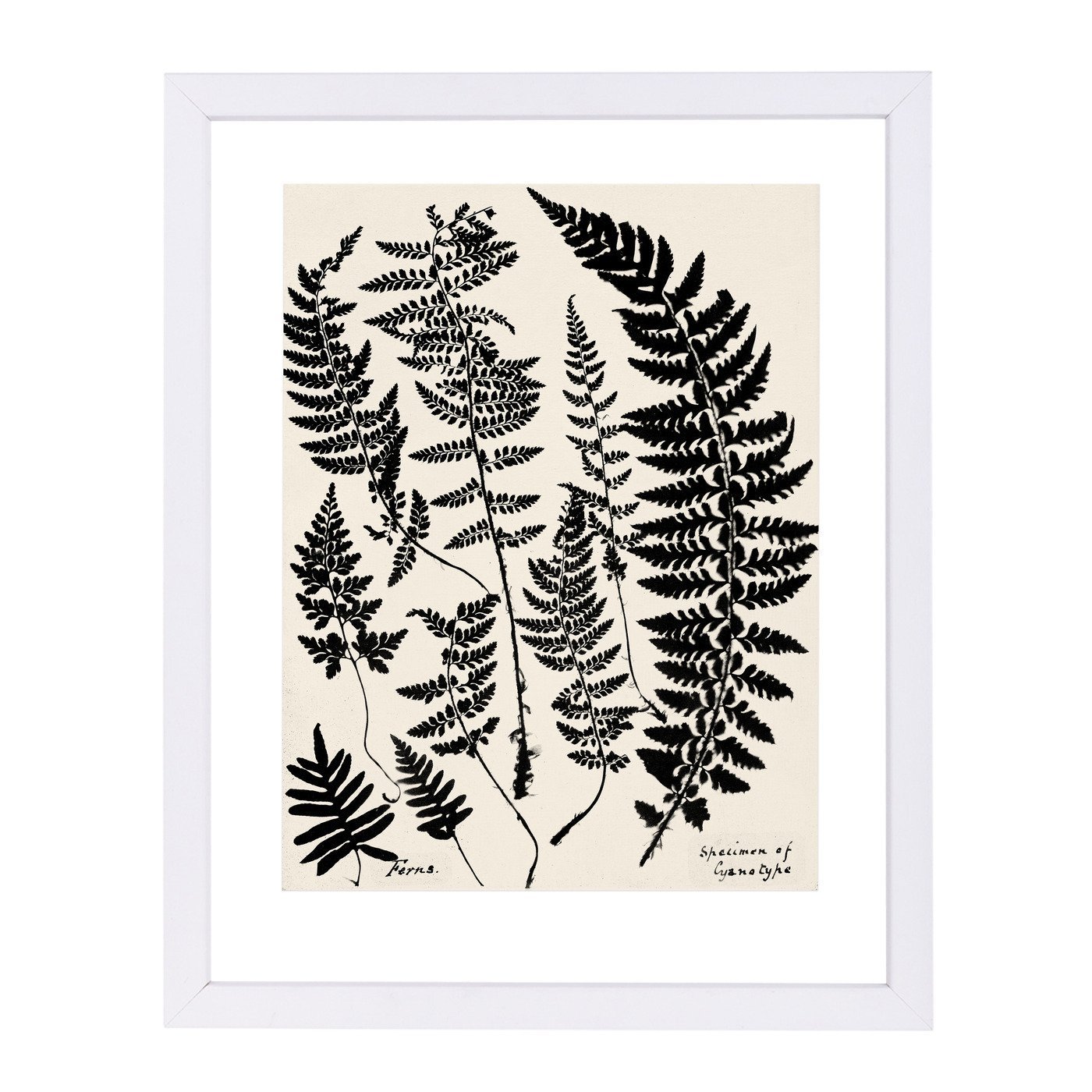 Black Ferns By Chaos & Wonder Design - White Framed Print - Wall Art - Americanflat