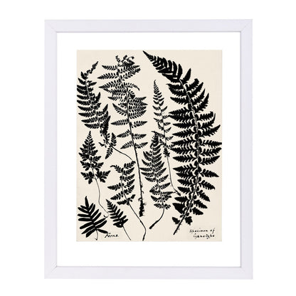 Black Ferns By Chaos & Wonder Design - Framed Print - Americanflat