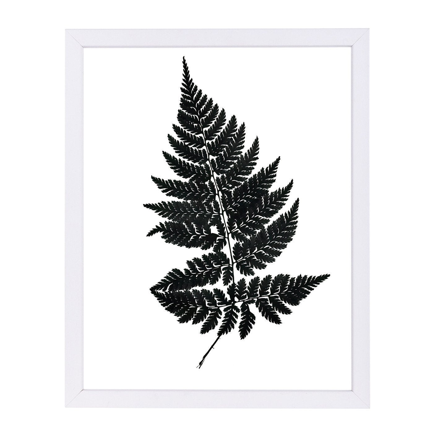 Black Fern I Master Layer By Chaos & Wonder Design - White Framed Print - Wall Art - Americanflat