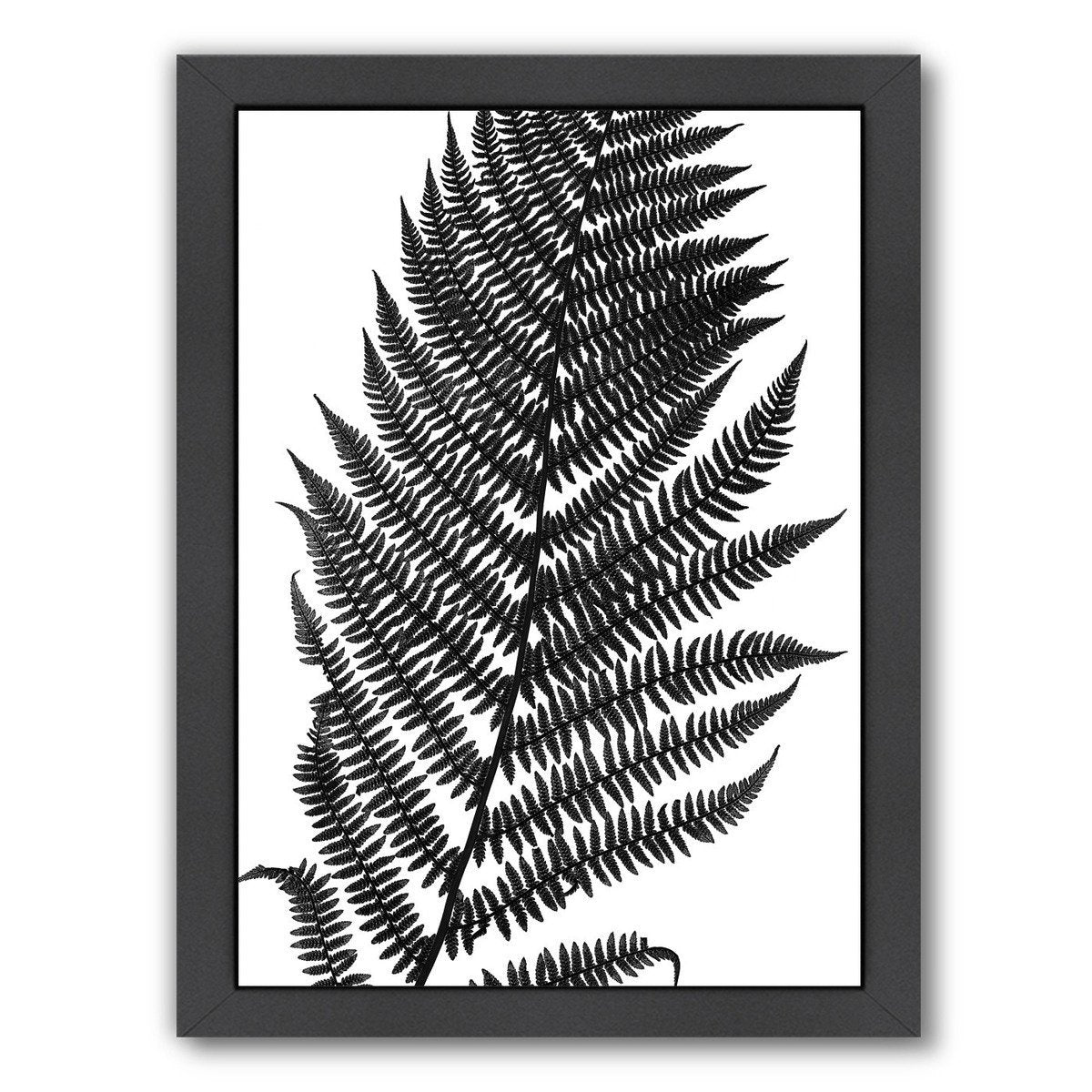 Black Fern Ii By Chaos & Wonder Design - Black Framed Print - Wall Art - Americanflat