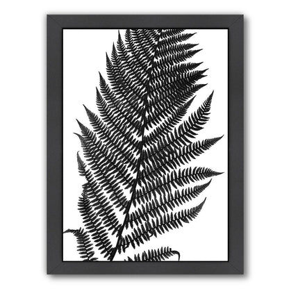 Black Fern Ii By Chaos & Wonder Design - Black Framed Print - Wall Art - Americanflat