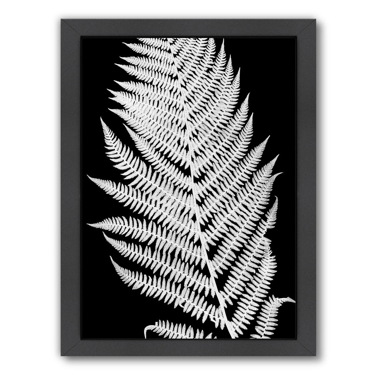 White Fern Ii By Chaos & Wonder Design - Black Framed Print - Wall Art - Americanflat