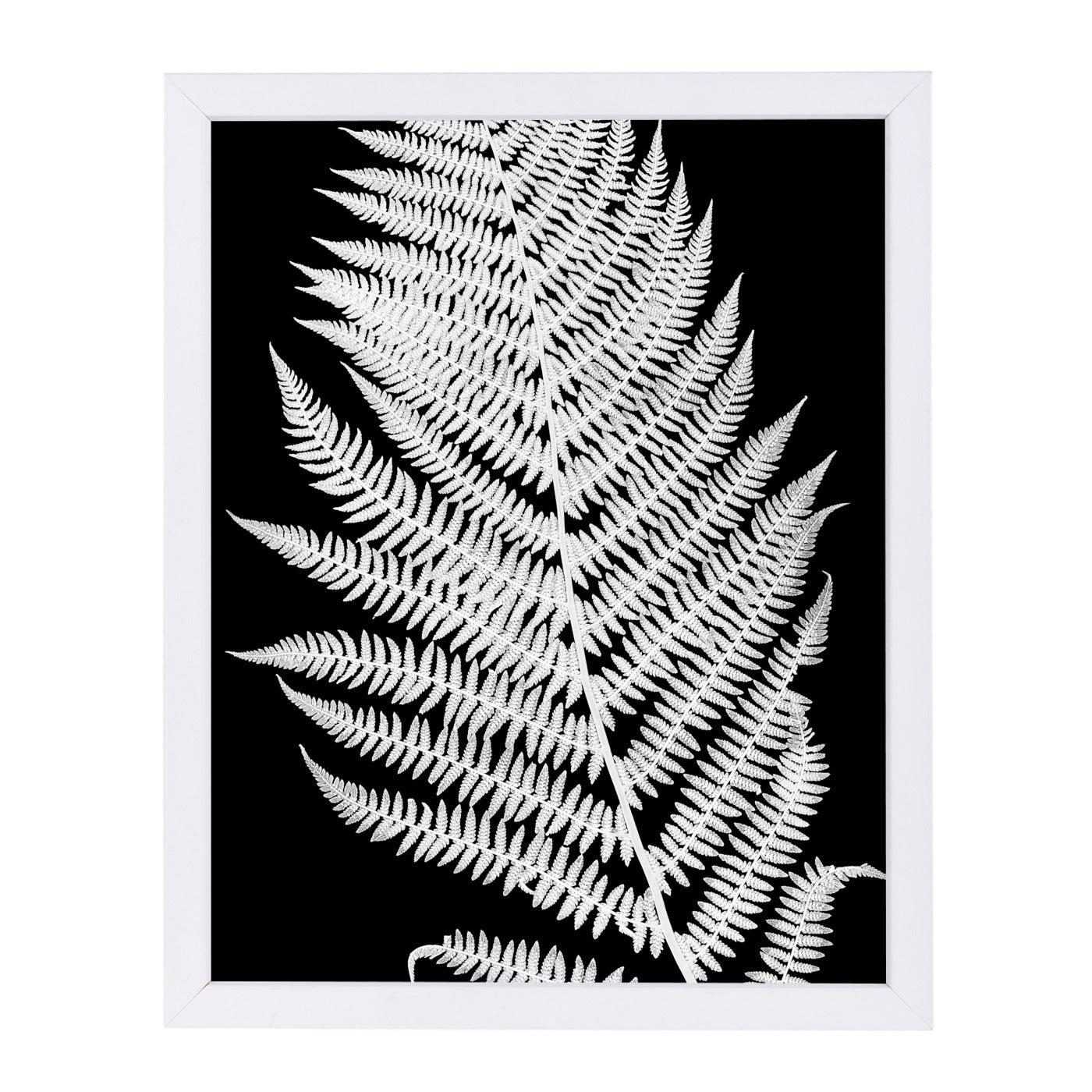 White Fern Ii By Chaos & Wonder Design - White Framed Print - Wall Art - Americanflat