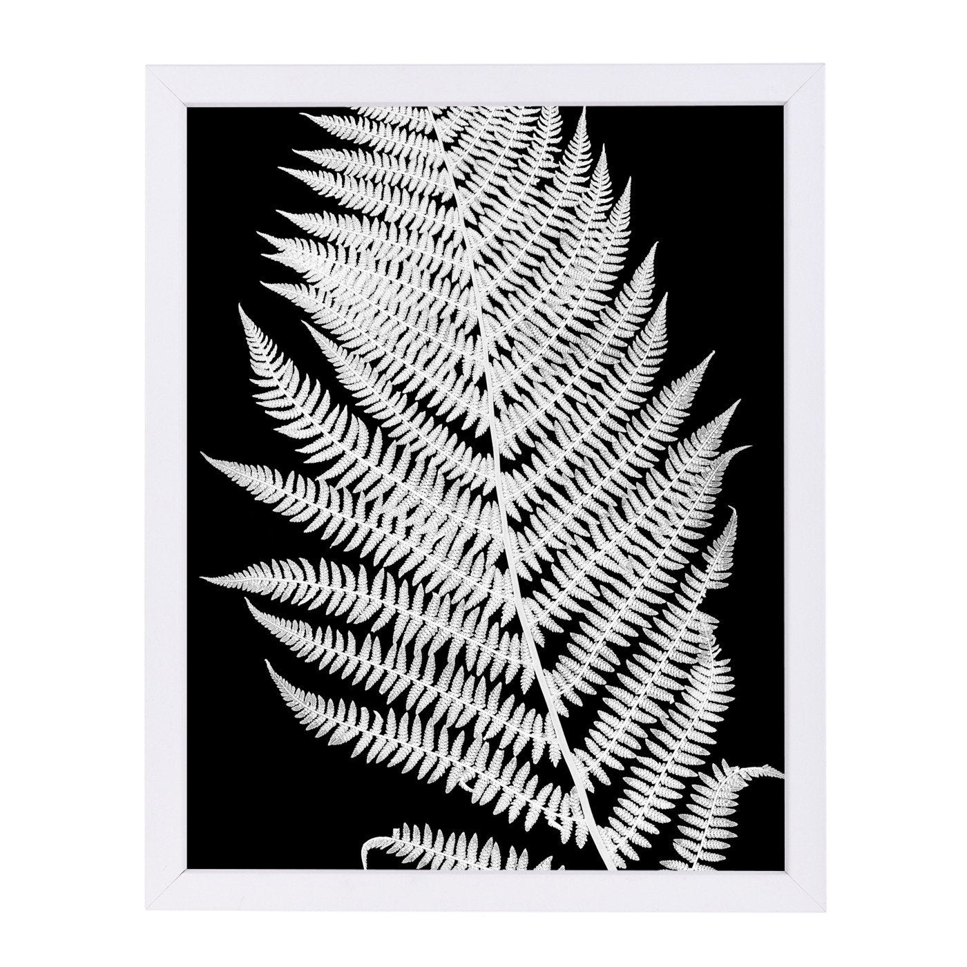 White Fern Ii By Chaos & Wonder Design - Framed Print - Americanflat