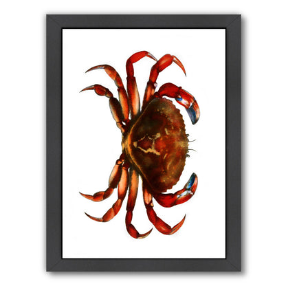 Crab By Chaos & Wonder Design - Black Framed Print - Wall Art - Americanflat