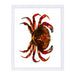 Crab By Chaos & Wonder Design - White Framed Print - Wall Art - Americanflat