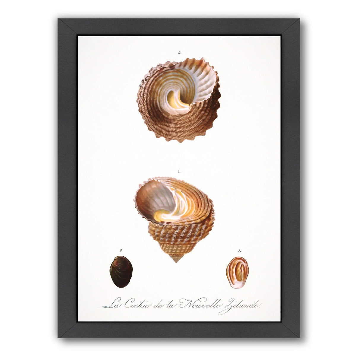 Vintage Sea Shells I By Chaos & Wonder Design - Black Framed Print - Wall Art - Americanflat