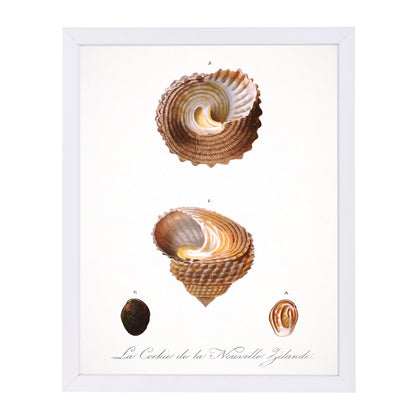 Vintage Sea Shells I By Chaos & Wonder Design - Framed Print - Americanflat