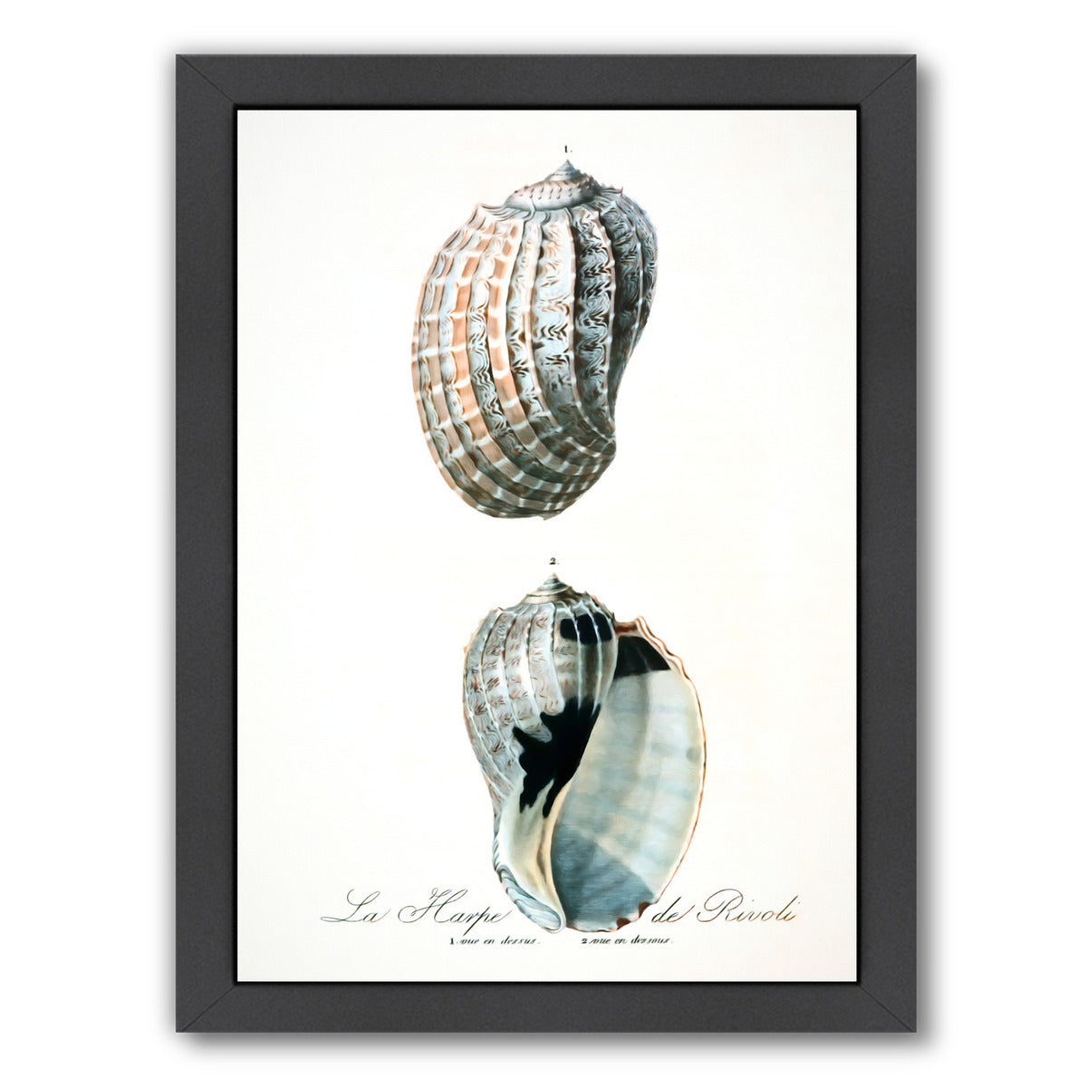 Vintage Sea Shells Ii By Chaos & Wonder Design - Black Framed Print - Wall Art - Americanflat