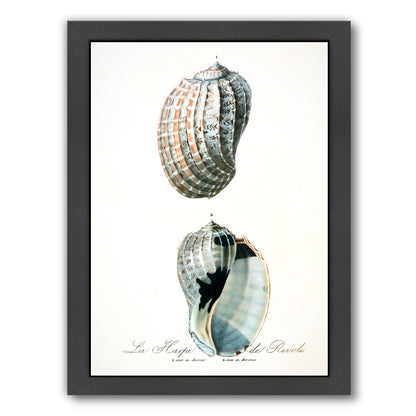 Vintage Sea Shells Ii By Chaos & Wonder Design - Black Framed Print - Wall Art - Americanflat