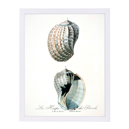 Vintage Sea Shells Ii By Chaos & Wonder Design - Framed Print - Americanflat
