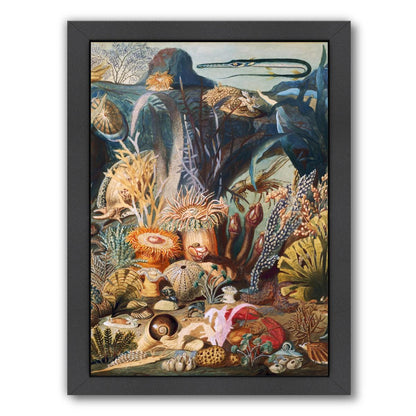 Sealife Ii By Chaos & Wonder Design - Black Framed Print - Wall Art - Americanflat