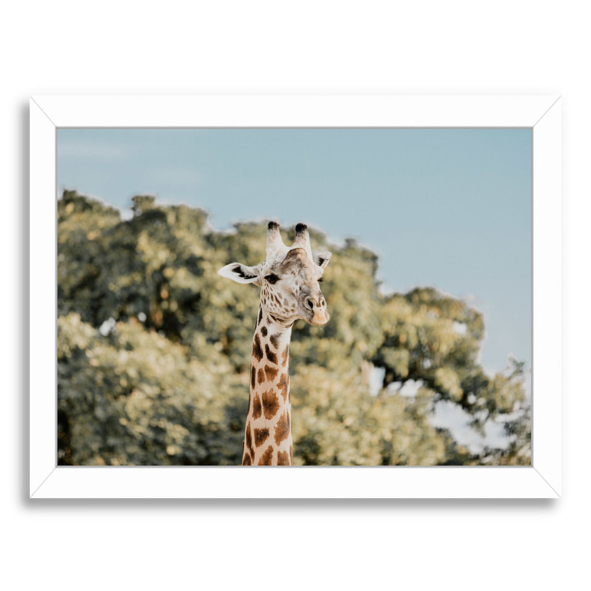 Zambia By Natalie Allen - White Framed Print - Wall Art - Americanflat